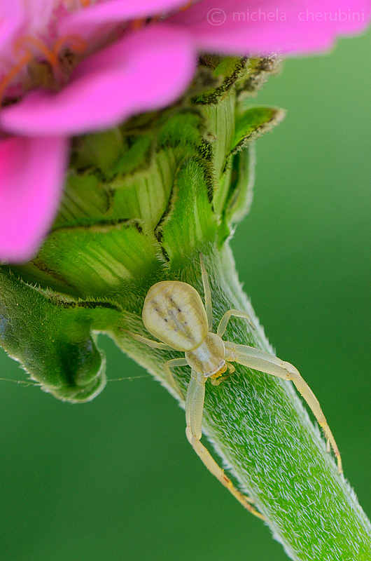 Runcinia grammica